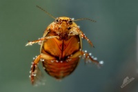 Pruhostitec - Graphoderus cinereus 5317